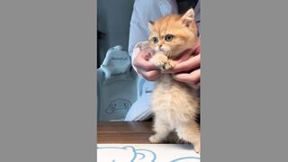 Cuteness Overload