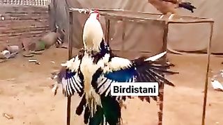 Bird lovers