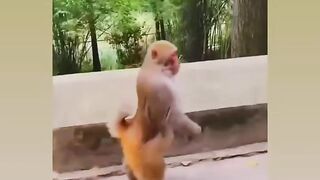 Funny video #