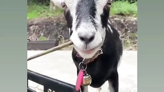 Funny video #
