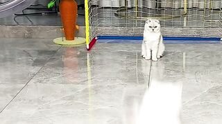 Funny Cat - Pls