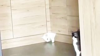 Funny cat 2023