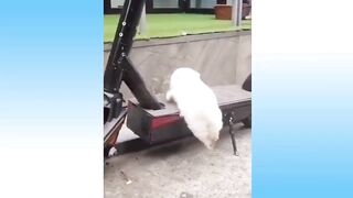 Hilarious funny animals-8