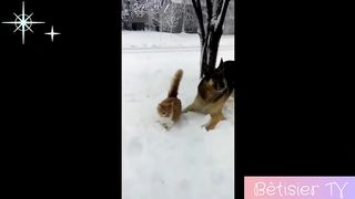 Hilarious funny animals-10