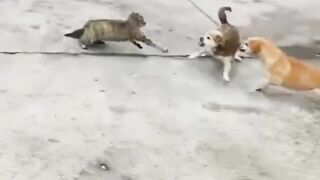Deux chiens contre un chat