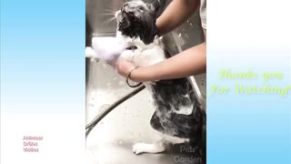 Hilarious funny animals-12