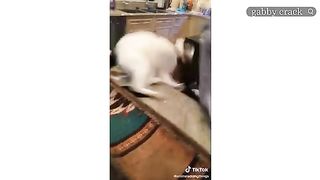 Funky tik toks cats and dogs