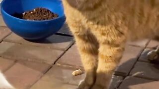 Le chat et le miroir