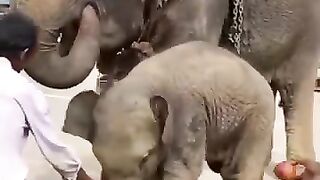 Elephant lover❤️
