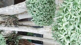 Vlog ku mix vlog Kanda gabut hahha