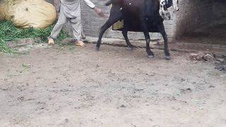 The goat's love for its owner is raised for sacrifice