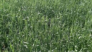 Kheti badi my video