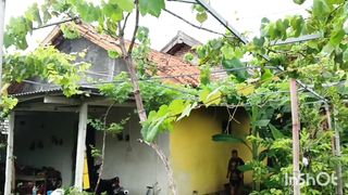 Taman buah anggur