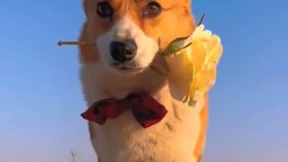New One Funny animals - Funny cats / dogs - Funny videos ???? - ???? ????