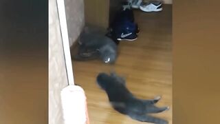 Défi Essayez de ne pas rire???????????????? animaux moments drôles