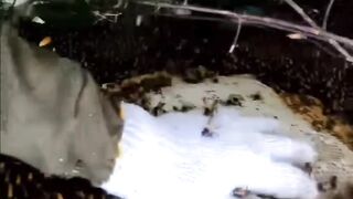 خالص دیسی شہد ????Pure bees Honey video