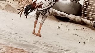 New short