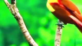 Colourful bird