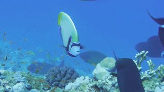 Beauty in the oceans