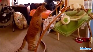 Chat Protecteur avec les bébé