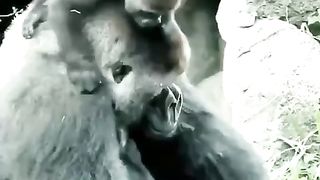 Gorilla Baby