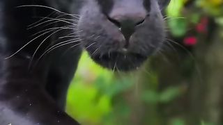 Black leopard Attack on man