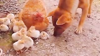 Funny video ????????????