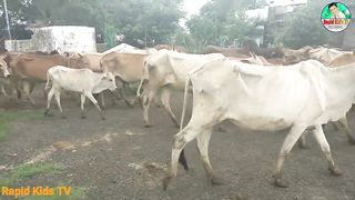 Kids Cow Videos  Kids Cow Video With Mooing Sound Without Music  Kids Cow Videos for Kids & Parent