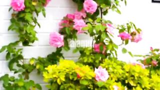 Spring | Baharon ka mosam | Roses
