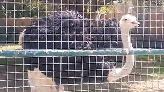 Ostrich Bird #Duabi