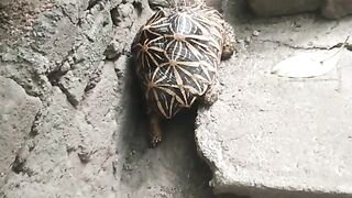 A turtle walks in our site there.