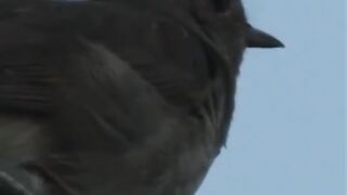birdsong,music