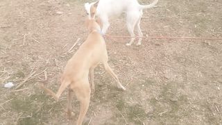 Male female dogs