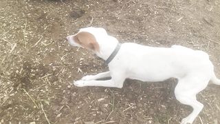 Nice dog