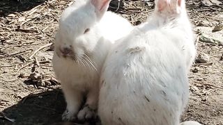 Rabbit ???? waiting