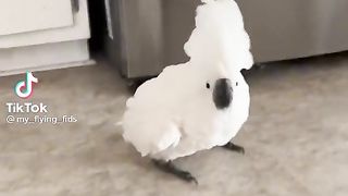 Cockato