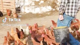 Hens.