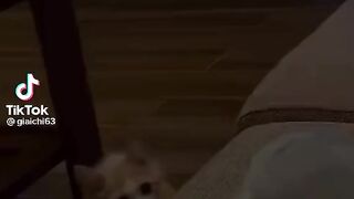 Funny cat
