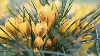 Beautiful flowers