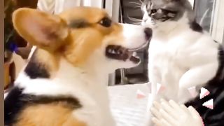 Funny cat video ????????????