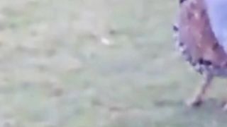 Black Partridge kala Teetar calling  bird