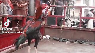 Aseel murg  pakistan