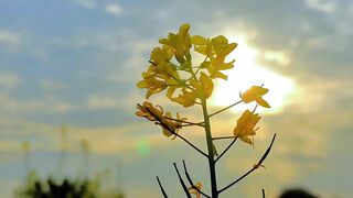 Beautiful View in village fields with sun
