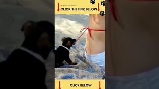 Funny dogs fails___---- _shorts(
