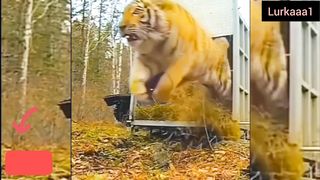 Tiger penjre SE bhag geya