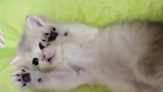 Funny and Cute Cat's Life Cats