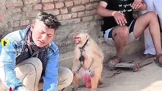 बन्दर का खेल