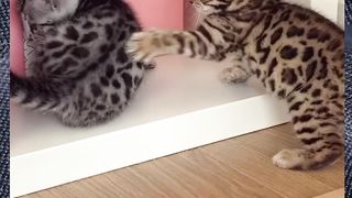 The Cute Story of Cats