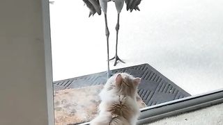 Bird attack on Cat