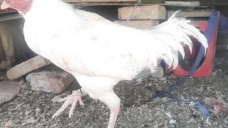 White aseel  hera aseel murga
